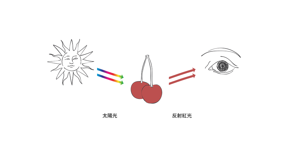 光譜揭密-紅櫻桃