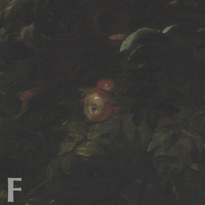 亞當與夏娃-兔子