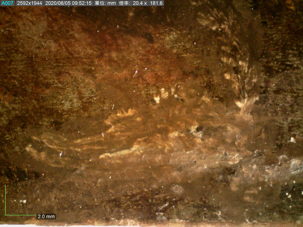 放大20倍顯微攝影